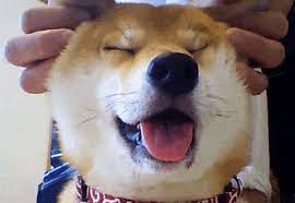 adorable shiba inu melts into puddle of doggy bliss when her head is rubbed videos