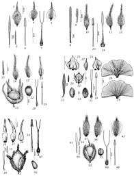 Image result for Convolvulus aschersonii