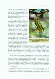 Image result for Pavetta lasiopeplus