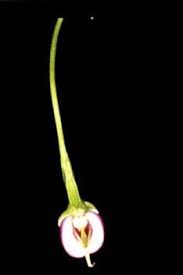 Image result for Disperis virginalis