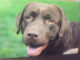 Mccomas has three other veterinarians and a social worker trained in pet loss and grief support. Say Goodbye At Home Homepage