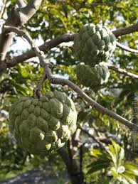 Image result for Annona squamosa