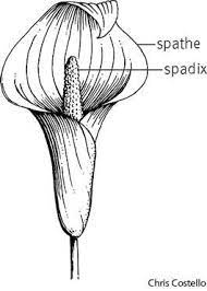 C1 W10 Science Bract Calla Lilly Calla Lillies Calla 10 Things