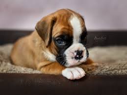 Dieser pinnwand folgen 454 nutzer auf pinterest. Der Boxer Boxerzucht Boxer Von Der Kalineburg