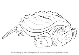 This line will be the bottom edge of the top shell. Learn How To Draw An Alligator Snapping Turtle Reptiles Step By Step Drawing Tutorials