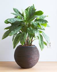 15 Stylish Houseplants That Actually Thrive In Low Light Chinese Evergreen Plant Evergreen Plants Plants