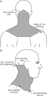 The back contains the spinal cord and spinal column, as well as three different muscle groups. The Anatomic Region Of The Neck From The Back A And The Side B Download Scientific Diagram