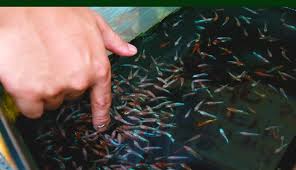 Jenis ikan cupang yang paling dikenal ialah betta spendens yang lainnya diantaranya. Semakin Jarang Dijumpai Ikan Cupang Alam Ini Semakin Bernilai Jual Tinggi