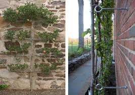 All healthy fruit trees are heavy feeders that remove large quantities of mineral nutrients from the soil. Why Space Saving Espalier Fruit Trees Are A Perfect Choice For Small Gardens The Claudia De Yong Blog