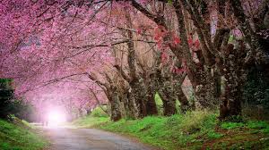Relaxing Piano Music Composed By Peder B Helland This Is Romantic Beautiful Music That Can Be Used As Sleep Music Relaxing Music Piano Music Meditation Music