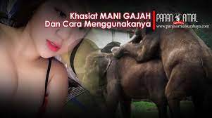 Beginilah cara menggunakan batu mani gajah. Kahasiat Mani Gajah Dan Cara Menggunakanya Untuk Pelet