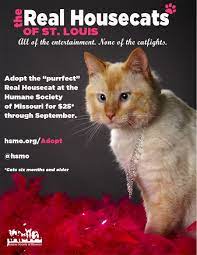 Only At The Humane Society Of Missouri Www Hsmo Org Adopt Animal Shelter Humane Society Service Animal