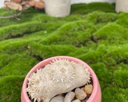 Image result for Monadenium crenatum