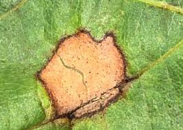 Image result for Metasphaeria diplodiella