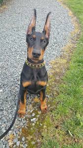 Black And Tan Doberman Puppies Doberman Puppy Doberman Doberman Pinscher Doberman Puppy