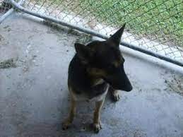 Adopt Lucy Urgent On Petfinder Dog Pounds German Shepherd Dogs Dog Adoption