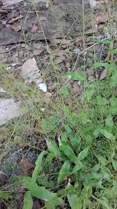 Image result for Panicum brevifolium