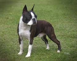 Boston terrier for sale near me craigslist. Weywood Show Dogs French Bulldog Boston Terrier