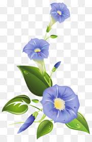 Morning Glory Vine Png Morning Glory Vines On Fence Wild Morning Glory Vine Morning Glory Vine Climbing Morning Glory Vine Invasive Morning Glory Vine Tattoo Morning Glory Vine Drawing Morning Glory Vine Weed Morning Glory Vine Leaves Morning Glory Here you can explore hq morning glory vine transparent illustrations, icons and clipart with filter setting like size, type, color etc. morning glory vine png morning glory