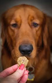 Is tuna one of his favorite foods? Chicken And Cheese Dog Treats 365 Days Of Baking