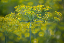 Anethum graveolens 'Mariska'