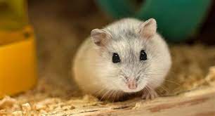 Hamsters are famous for running endlessly on small wheels, but their actual lives are usually more adventurous than that. Hamster Picture 835 1000 Jpg Japan Hamster Und Sein Kuscheltier Blick We Have Built Some Of The World S Fastest And Most Accurate Image Recognition Apis Octavian Berk