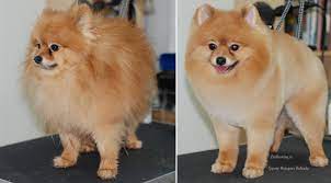 Strizhka Pomeranskogo Shpica Do I Posle Grooming Grooming Pomeranian Before And After Zoogruming Ru Dog Grooming Styles Pet Groomers Pomeranian Dog