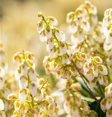 Image result for Pieris japonský debutante obrázek