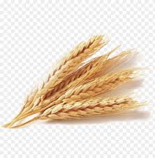 pics Wheat Png Transparent