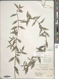 Image result for Hexasepalum sarmentosum