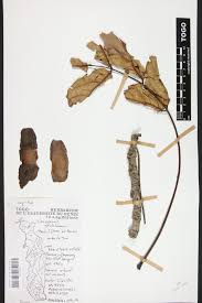 Image result for Xeroderris stuhlmannii