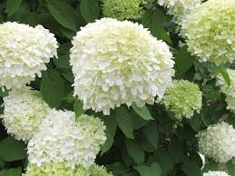 This is an example of a soft coloured hydrangeas growing along the top and threw a white picket fence. How To Grow And Prune Hydrangeas Saga