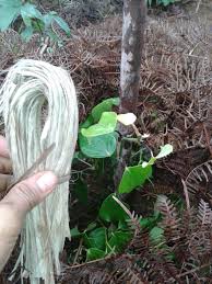 Indonesia adalah tempat yang ideal untuk menanam lada hitam. Perkebunan Lada Perkebunan Lada