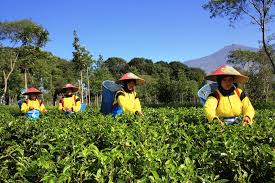 See more of lomba foto kebun teh wonosari lawang on facebook. Lokasi Dan Harga Tiket Masuk Kebun Teh Wonosari Lawang Malang Serunya Ngeteh Di Padang Hijau Daka Tour