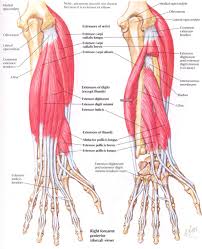 Muscles that cross the elbow (moving the forearm). Posterior And Anterior Muscles Of The Forearm Forearm Anatomy Muscle Anatomy Upper Limb Anatomy