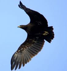 Big Black Bird With Black Beak Pin On Vtaky