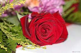 إذا لم تتمكن من الدخول يمكنك الاستعلام عن رقمك. 19 Ù…Ø¹Ù„ÙˆÙ…Ø© ÙŠØ¬Ø¨ Ø£Ù† ØªØ¹Ø±ÙÙ‡Ø§ Ø¹Ù† ÙˆØ±ÙˆØ¯ Ø¬Ù…ÙŠÙ„Ø© Ù…Ø¹ ÙƒÙ„Ø§Ù… Ø¬Ù…ÙŠÙ„ Ù…ØªØ­Ø±Ùƒ Ø§Ù„ÙŠÙˆÙ… ÙˆØ±ÙˆØ¯ Ø¬Ù…ÙŠÙ„Ø© Ù…Ø¹ ÙƒÙ„Ø§Ù… Ø¬Ù…ÙŠÙ„ Ù…ØªØ­Ø±Ùƒ Red Roses Flowers Rose