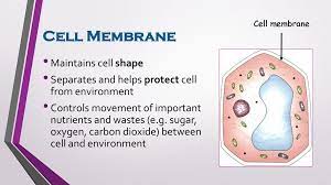 What are the cell's mechanisms to sense environmental changes and respond to them? Topic 1 3 How Are Cells Different From One Another Ppt Download