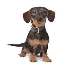 The coat comes in a variety of patterns and colors. Miniature Dachshund Shop For Small Breed Dogs Online Vip Puppies