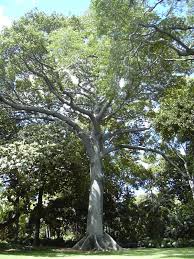 Image result for Ceiba
