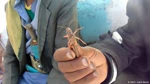 من غنيمة إلى مأساة الجراد يجتاح اليمن والقرن الأفريقي صحة معلومات لا بد منها لصحة أفضل Dw 19 02 2020