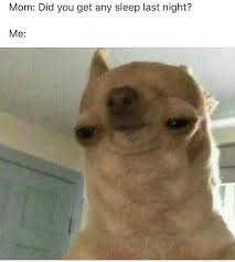 Mini Monday Morning Dump Funny Instagram Memes Funny Animal Memes Funny Dog Memes