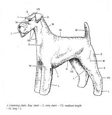 north of england airedale terrier club trimming