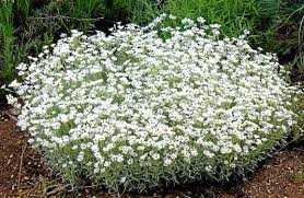 Image result for Cerastium tomentosum