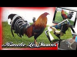 Best Rancho Los Sauces Quality Rooster Youtube Di 2020