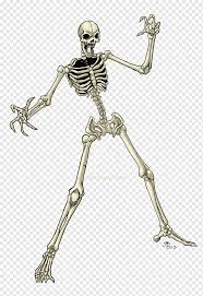 Pathfinder Roleplaying Game Human Skeleton Skull Skeleton Game Art Skeleton Png Pngwing To created add 32 pieces, transparent skeleton images of your project files. human skeleton skull skeleton game