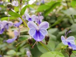 Image result for Clerodendrum buchneri