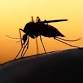 Mosquitoes: What the Buzz is All About