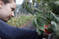 Tomatoes ripe for the picking at Underwood farms