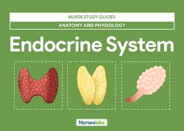 Endocrine System Anatomy And Physiology Nurseslabs